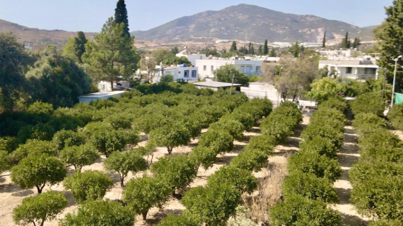 Coğrafi İşaretli Bodrum Mandalinasında Hedef 40 Ton