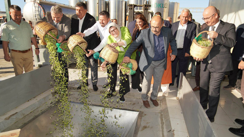 Ayvalık’ta Yılın İlk Zeytin Hasadı Yapıldı