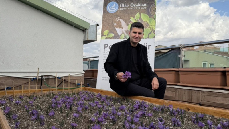 Ülkü Ocakları Genel Merkezi’nin Terasında Safran Hasadı!