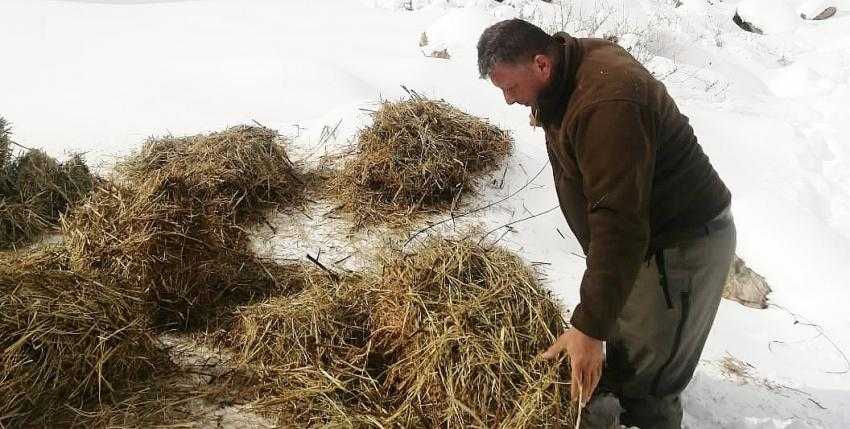 YABAN KEÇİLERİ AÇ KALMASIN DİYE SIRTTA BALYALAR TAŞINDI