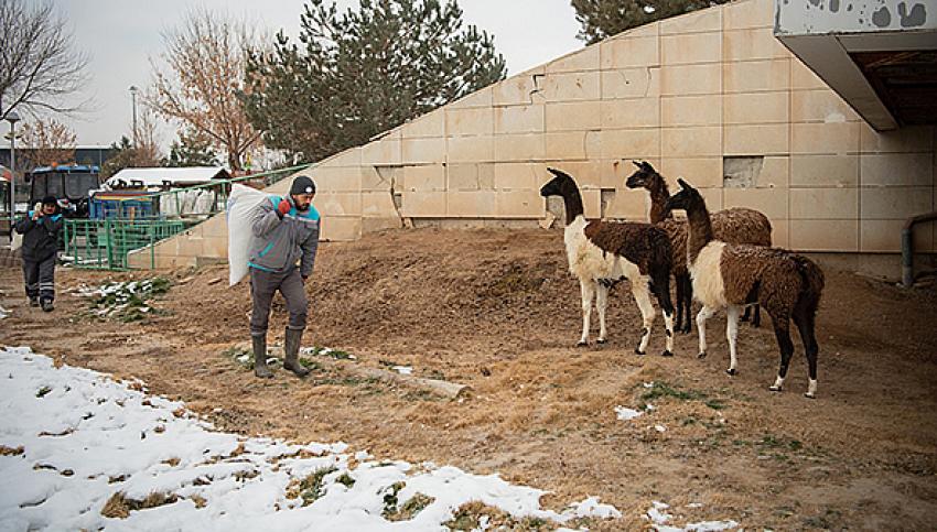  Hayvanat Bahçesi’ni 2024 Yılında 375 Bin 951 Kişi Ziyaret Etti