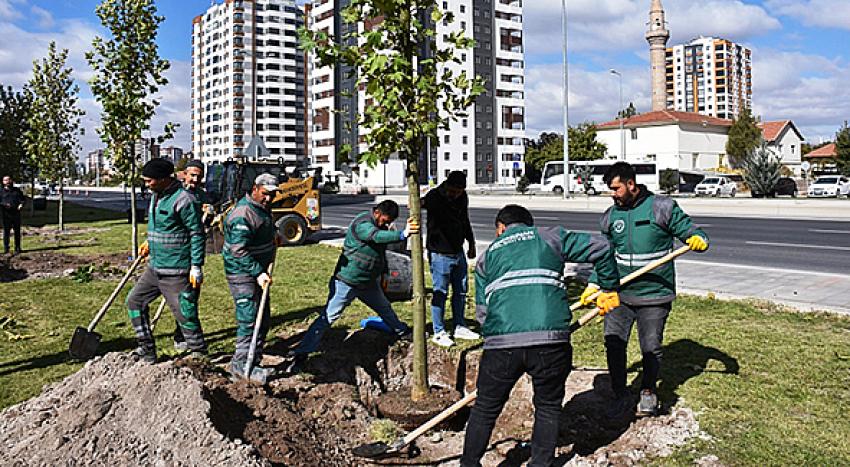 Daha Yeşil Kocasinan İçin 15-20 Yaş Arası Çınar Ağaçları Toprakla Buluştu