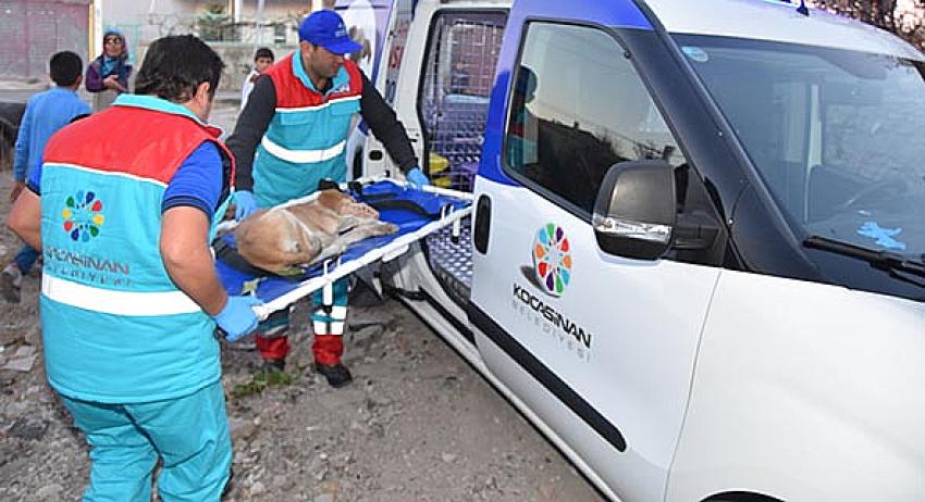 Küçük Dostlar Ambulansı, Hasta Ve Yaralı Hayvanlara Anında Müdahale Ediyor