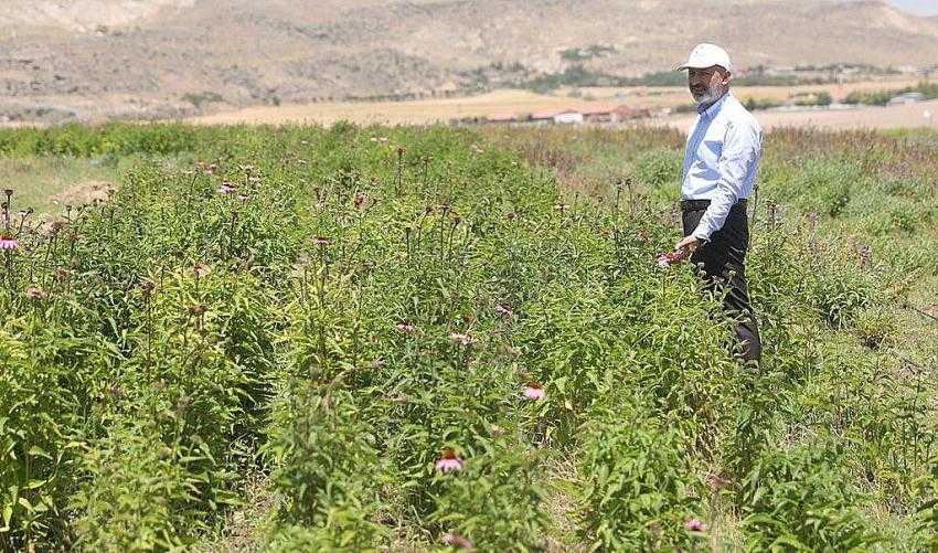 KOCASİNAN’DA ÜRÜNLER HASADA HAZIRLANIYOR