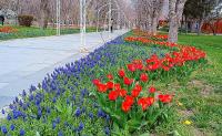 Büyükşehir, ilkbahar ve sonbaharda 2 milyon 240 bin çiçek dikti