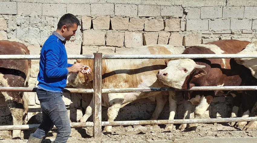 YEŞİLHİSAR’DA ŞAP AŞISI YAPILIYOR