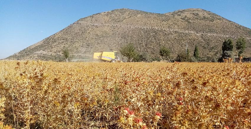 Çiftçi Belediye Talas, Şimdi De Aspir Hasadı Yaptı