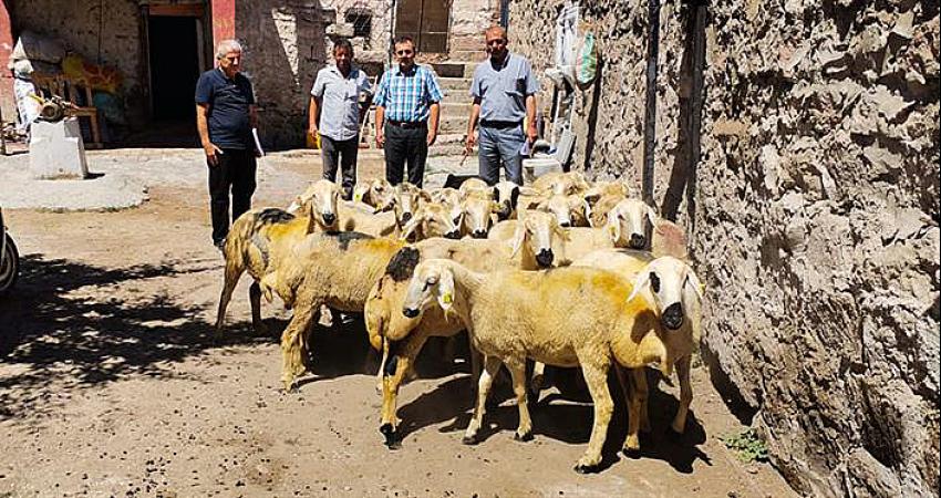 PROJE KUZULARINI VERMEYE BAŞLADI