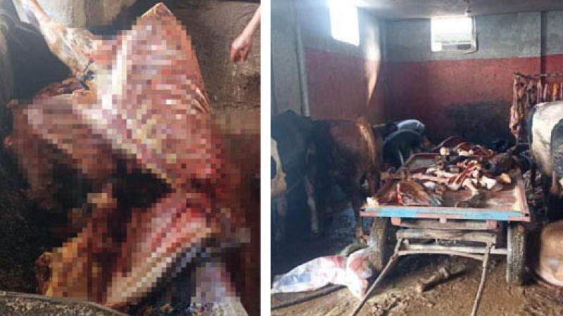 Adana’da Skandal: 2,5 Ton At Eti Ele Geçirildi, 4 At Son Anda Kurtarıldı