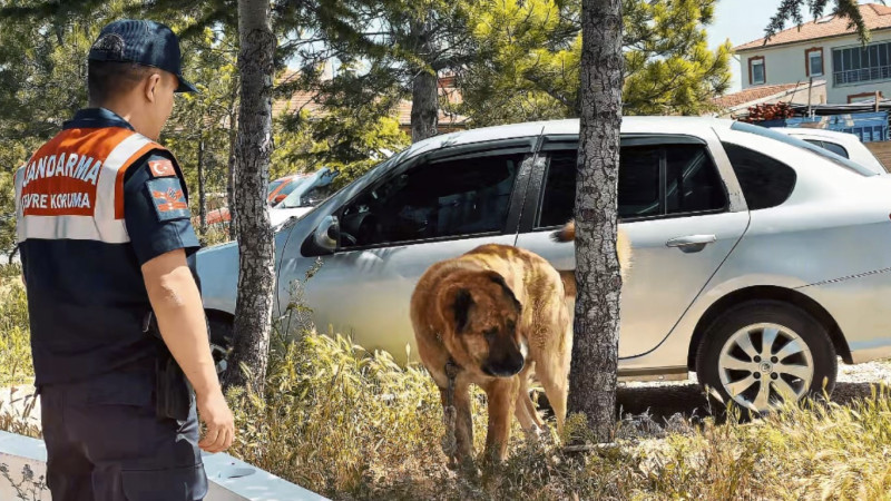 JASAT köpek dövüşü organize edenlere baskın yaptı