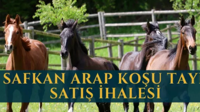 70 baş Safkan Arap Koşu Tayını satışa çıktı; Her at için teminat 75 bin lira