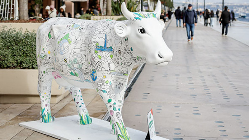 Dikkat İnek Çıkabilir!