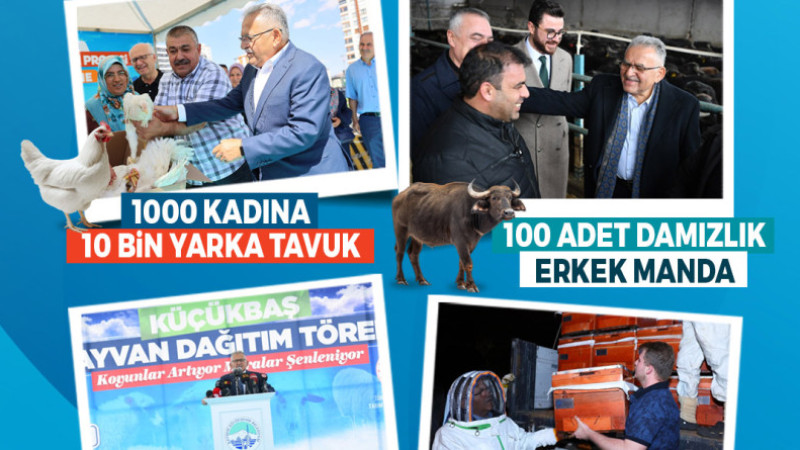 Büyükşehir İle Kayseri, Hayvancılıkta Yükselişte: Koyun, Arı, Manda, Tavuk…