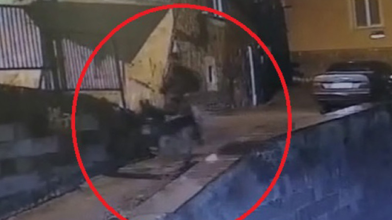 Kuyumcu soyguncusu eşekle olay yerinden kaçmış