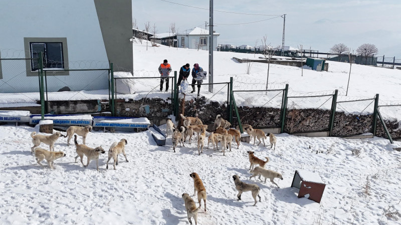Büyükşehir’den “Dilsiz Dostlara” Merhamet Eli; Soğuk Günlerde Sıcak Bir Dokunuş