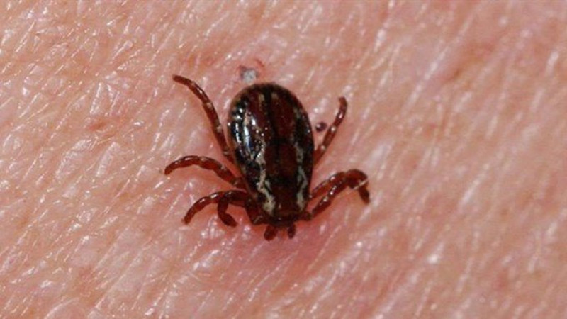 Kene kabusu geri döndü