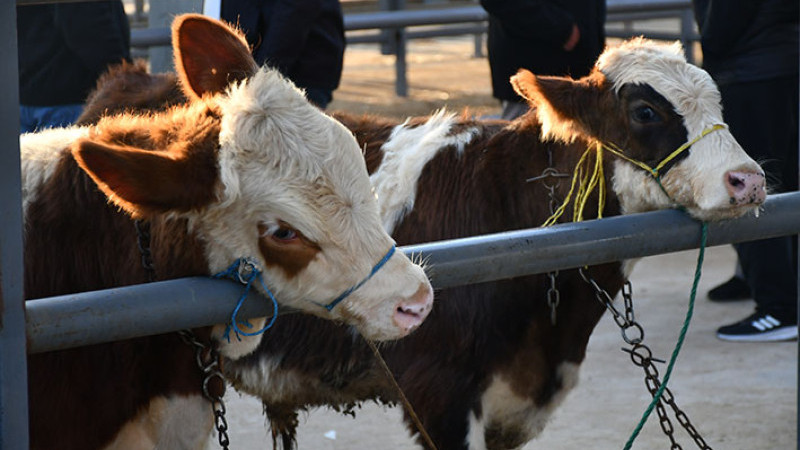 Kayseri’de Kurbanlık Tavsiye Fiyatları Açıklandı