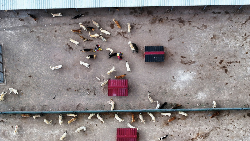 Kocasinan’da Sokak Hayvanlarına 25 Bin Metrekarelik En Kapsamlı Modern Yaşam Alanı