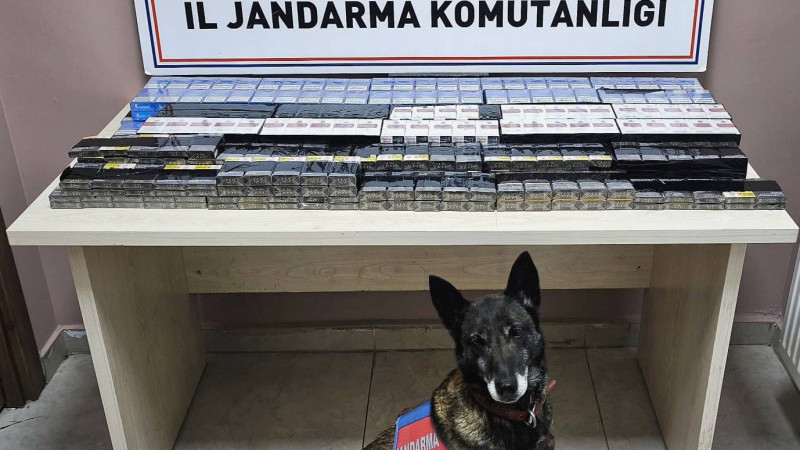 525 paket kaçak sigara ele geçirildi