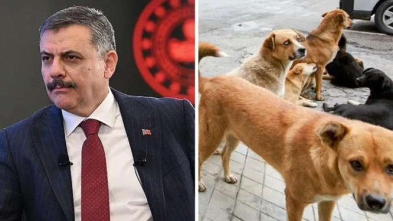 Bakan Çiftçi; Başıboş sokak köpeği sorunu yılbaşına kadar çözülecek