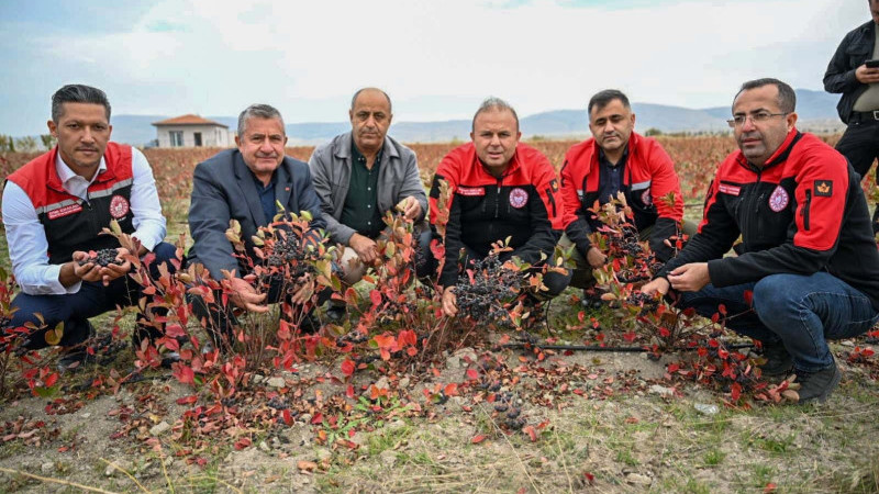 Safran üretildi, Aronya hasadı yapıldı